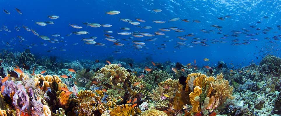 The largest coral garden in the world - Coming Soon in UAE   