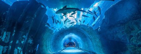 Dubai Aquarium and Underwater Zoo - Coming Soon in UAE   