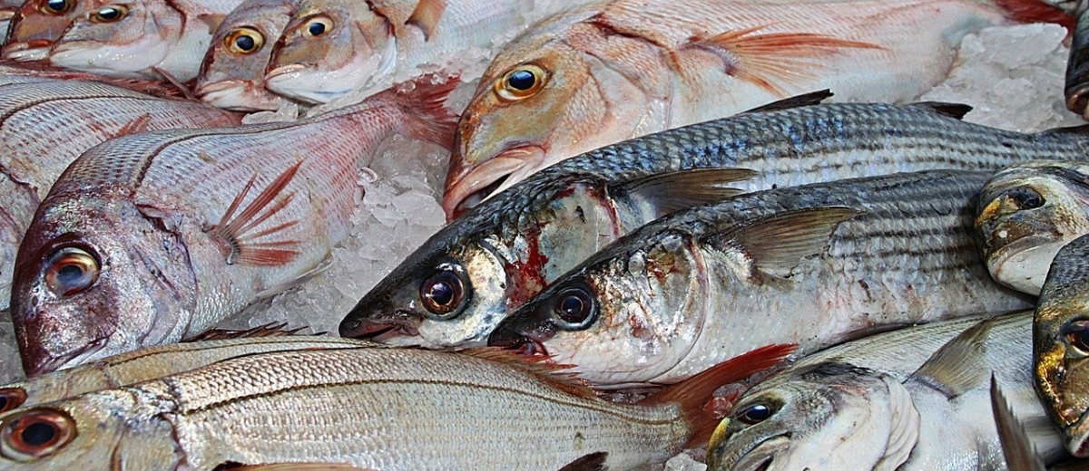 Abu Dhabi Fish Markets are Open to Visitors Again, but with Restrictions - Coming Soon in UAE   