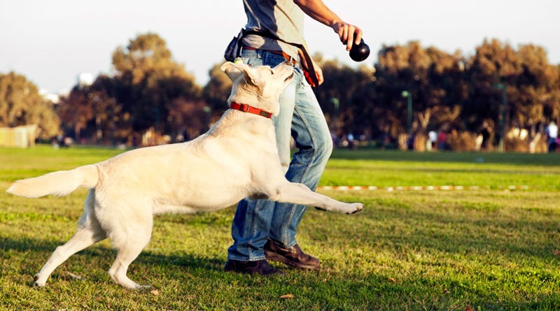 Dubai Police Gives the Details on Dog-Walking - Coming Soon in UAE   