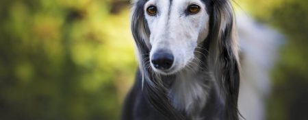 Saluki – Beloved Dogs in the UAE - Coming Soon in UAE   