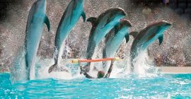 Dubai Dolphinarium photo - Coming Soon in UAE   