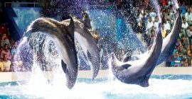 Dubai Dolphinarium photo - Coming Soon in UAE   