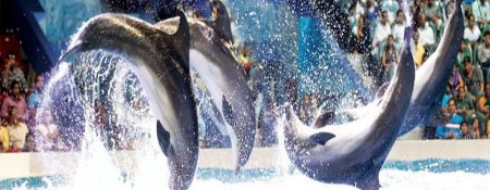 Watch a Dolphin & Seal Show at Dubai Dolphinarium – Up to 15% Off - Coming Soon in UAE   