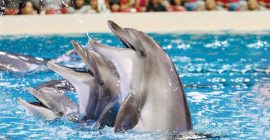 Dubai Dolphinarium photo - Coming Soon in UAE   