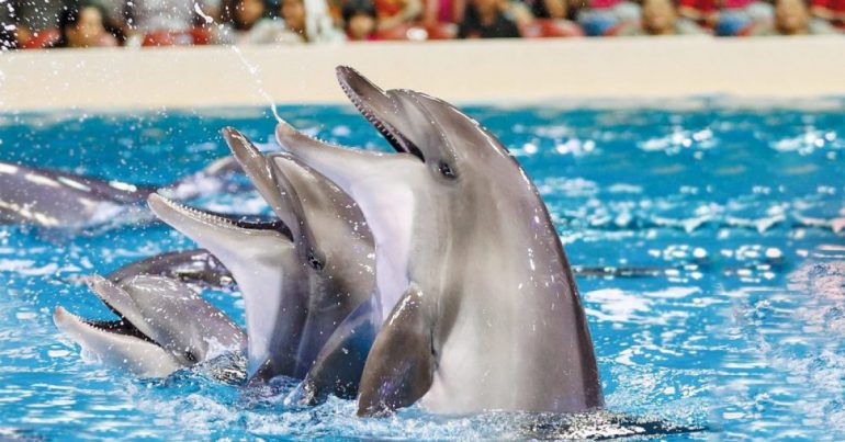 Dubai Dolphinarium - Coming Soon in UAE   