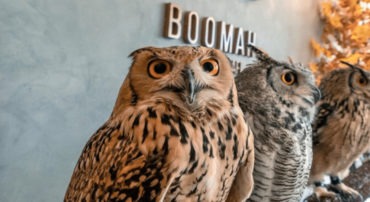 Boomah, The Owl Cafe - Coming Soon in UAE   