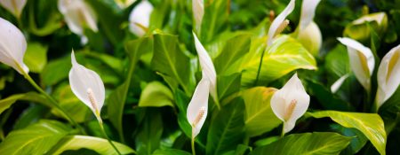 Ways to Bring Life Back to a Dehydrated Peace Lily - Coming Soon in UAE   