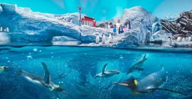 SeaWorld Abu Dhabi photo - Coming Soon in UAE   