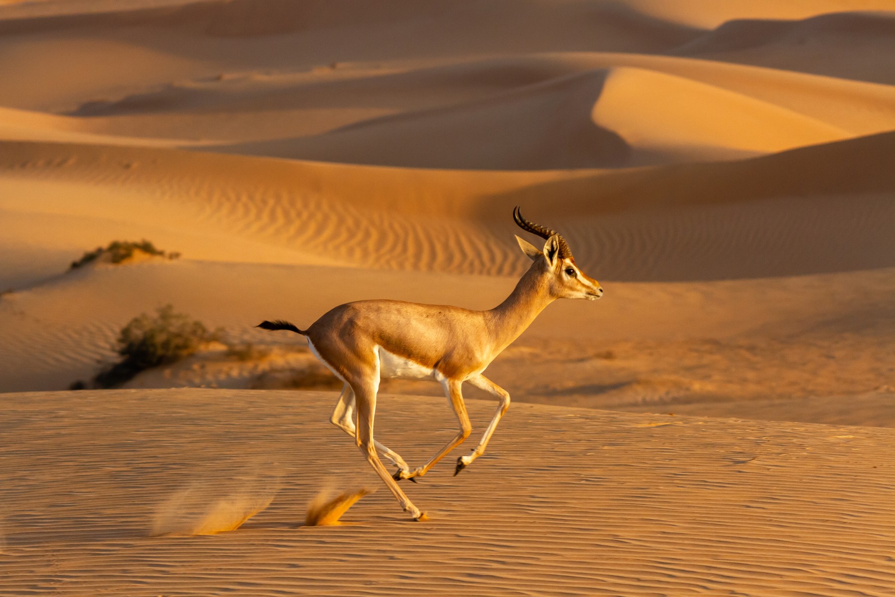 UAE’s Efforts in Wildlife Conservation - Coming Soon in UAE   